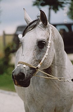 Arab Stallions