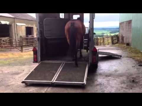 Carting-Horses-The-Lorry-Or-The-Trailer