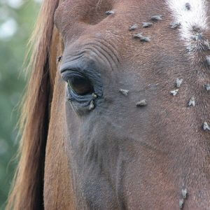 Fly Repellent For Horses