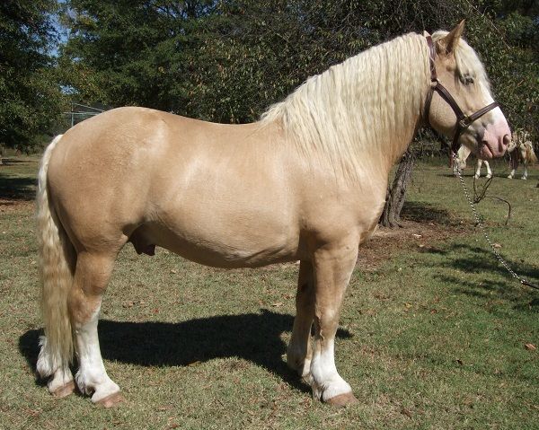 Draft Horse Breeds - Ruby Rose Horseboxes